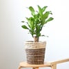 観葉植物 通販 幸福の木 6号鉢 ツートーン鉢カバー付 観葉植物 本物