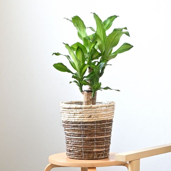 観葉植物 通販 幸福の木 6号鉢 ツートーン鉢カバー付 観葉植物 本物