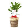 観葉植物 通販 幸福の木 6号鉢 ツートーン鉢カバー付 観葉植物 本物