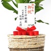 観葉植物 通販 幸福の木 6号鉢 ツートーン鉢カバー付 観葉植物 本物