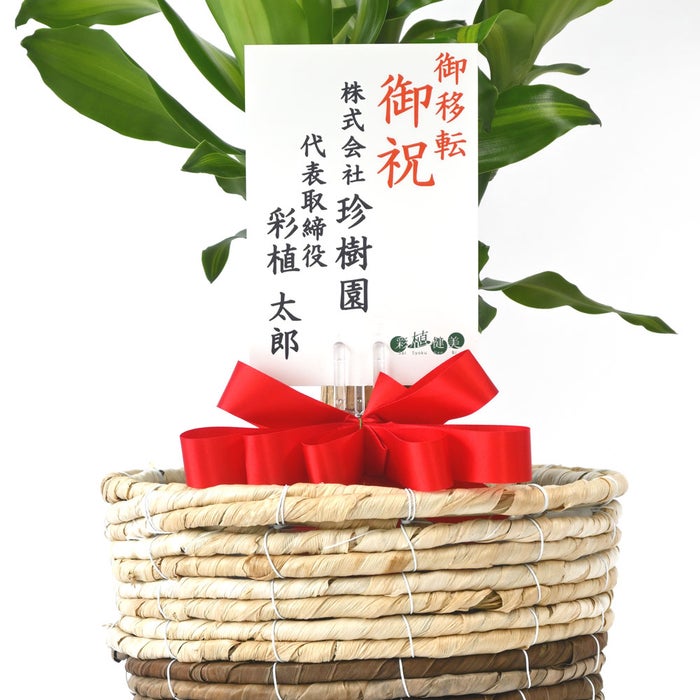 観葉植物 通販 幸福の木 6号鉢 ツートーン鉢カバー付 観葉植物 本物