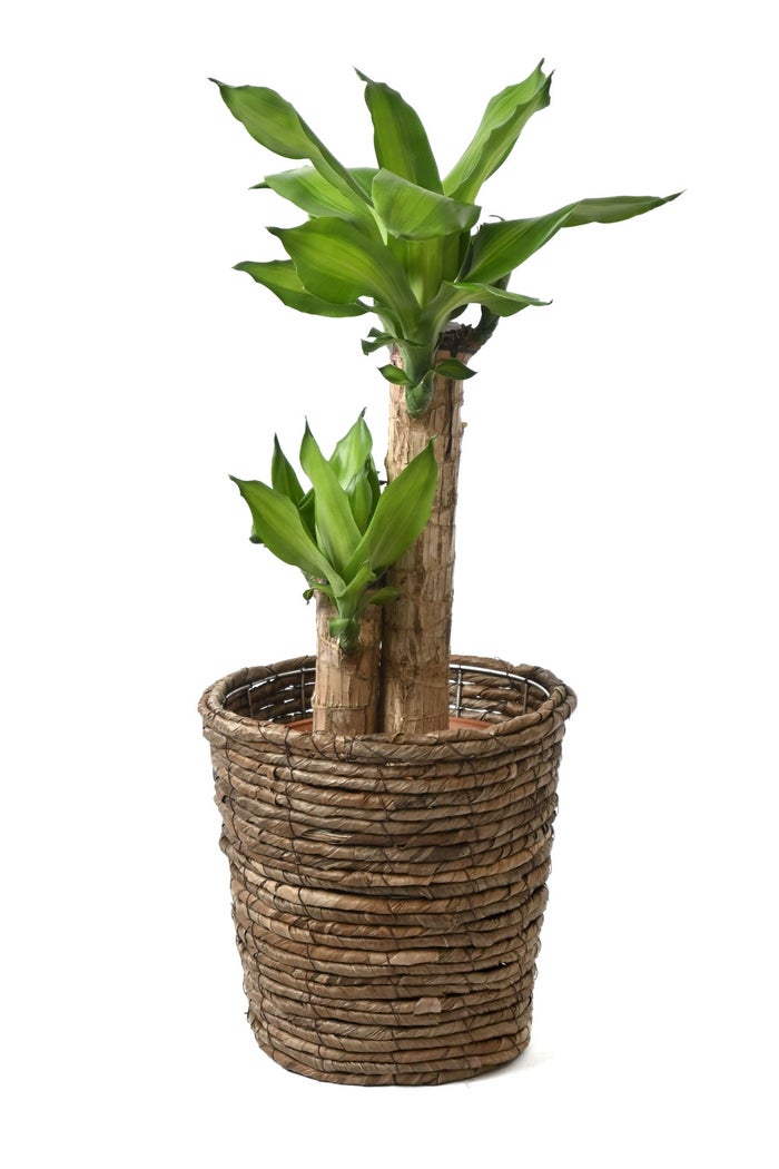 観葉植物 通販 幸福の木 6号鉢 ブラウン鉢カバー付 観葉植物 本物