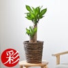 観葉植物 通販 幸福の木 6号鉢 ブラウン鉢カバー付 観葉植物 本物