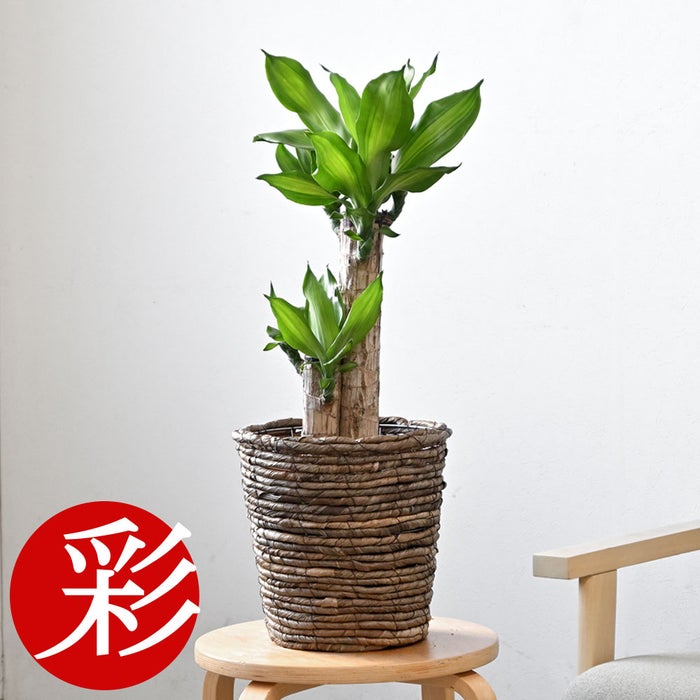 観葉植物 通販 幸福の木 6号鉢 ブラウン鉢カバー付 観葉植物 本物