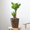 観葉植物 通販 幸福の木 6号鉢 ブラウン鉢カバー付 観葉植物 本物