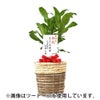 観葉植物 通販 幸福の木 6号鉢 ブラウン鉢カバー付 観葉植物 本物