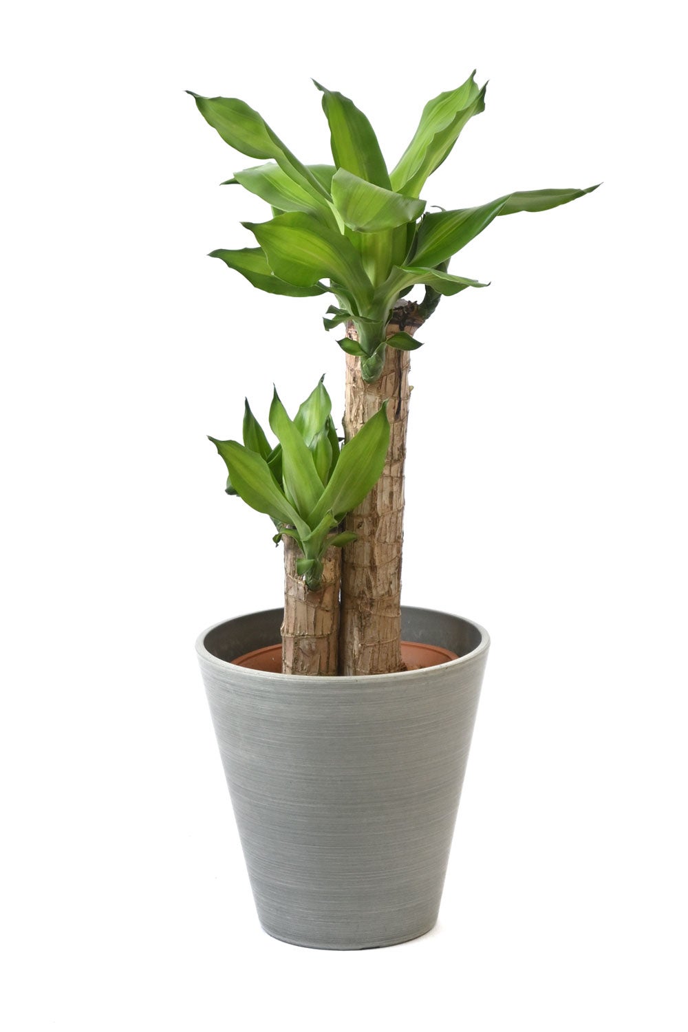 観葉植物 通販 幸福の木 6号鉢 ライトチャコール鉢カバー付 観葉植物 本物