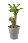 観葉植物 通販 幸福の木 6号鉢 ライトチャコール鉢カバー付 観葉植物 本物