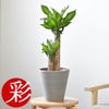 観葉植物 通販 幸福の木 6号鉢 ライトチャコール鉢カバー付 観葉植物 本物