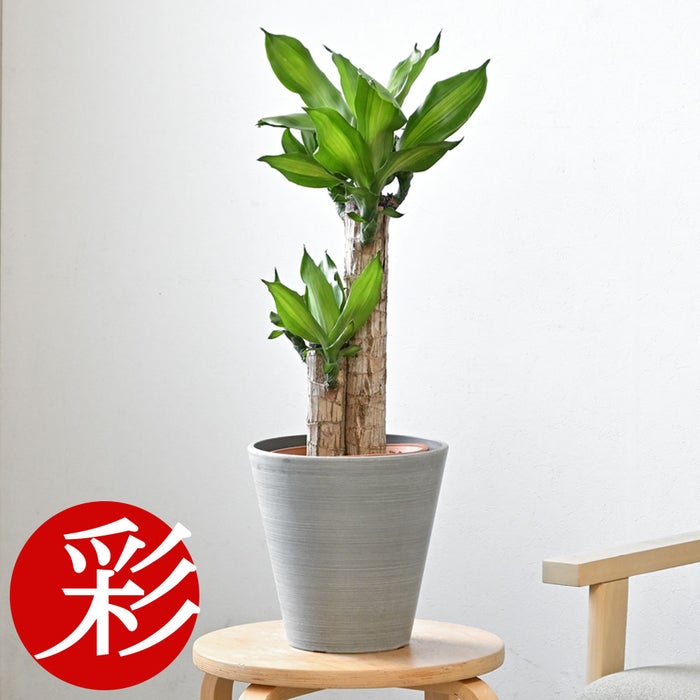 観葉植物 通販 幸福の木 6号鉢 ライトチャコール鉢カバー付 観葉植物 本物