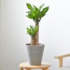 観葉植物 通販 幸福の木 6号鉢 ライトチャコール鉢カバー付 観葉植物 本物