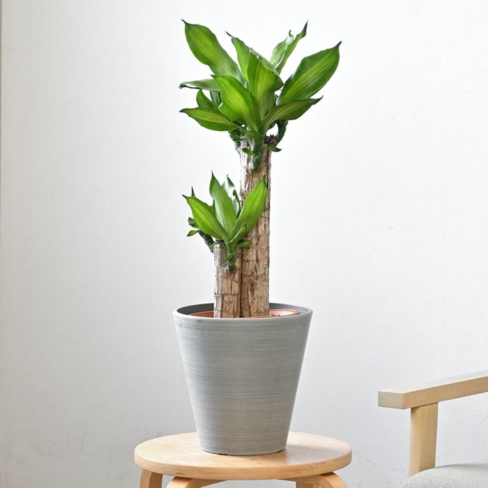 観葉植物 通販 幸福の木 6号鉢 ライトチャコール鉢カバー付 観葉植物 本物