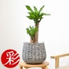 観葉植物 通販 幸福の木 6号鉢 ボールバスケット鉢カバー付 観葉植物 本物