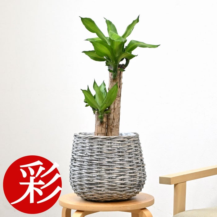 観葉植物 通販 幸福の木 6号鉢 ボールバスケット鉢カバー付 観葉植物 本物