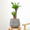 観葉植物 通販 幸福の木 6号鉢 ボールバスケット鉢カバー付 観葉植物 本物