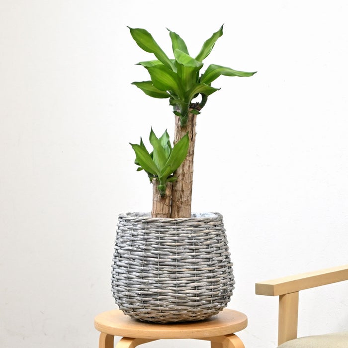 観葉植物 通販 幸福の木 6号鉢 ボールバスケット鉢カバー付 観葉植物 本物
