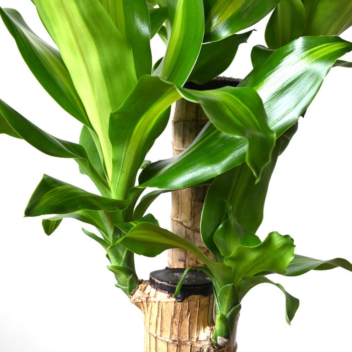 観葉植物 通販 幸福の木 6号鉢 ボールバスケット鉢カバー付 観葉植物 本物