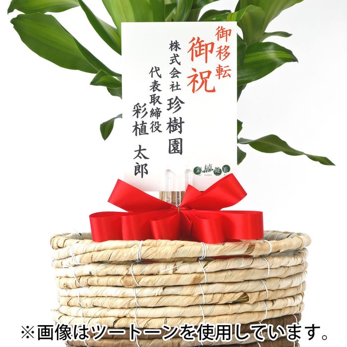 観葉植物 通販 幸福の木 6号鉢 ボールバスケット鉢カバー付 観葉植物 本物