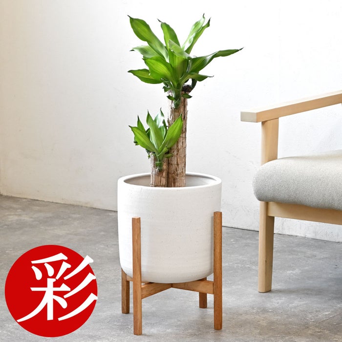 観葉植物 通販 幸福の木 6号鉢 ルーケト鉢カバー付 観葉植物 本物
