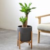 観葉植物 通販 幸福の木 6号鉢 ルーケト鉢カバー付 観葉植物 本物