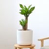 観葉植物 通販 幸福の木 6号鉢 ルーケト鉢カバー付 観葉植物 本物