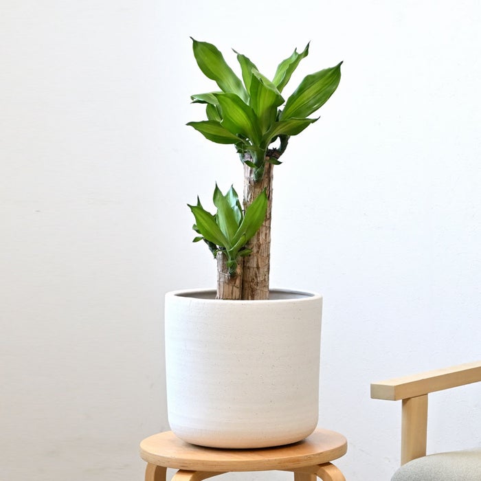 観葉植物 通販 幸福の木 6号鉢 ルーケト鉢カバー付 観葉植物 本物
