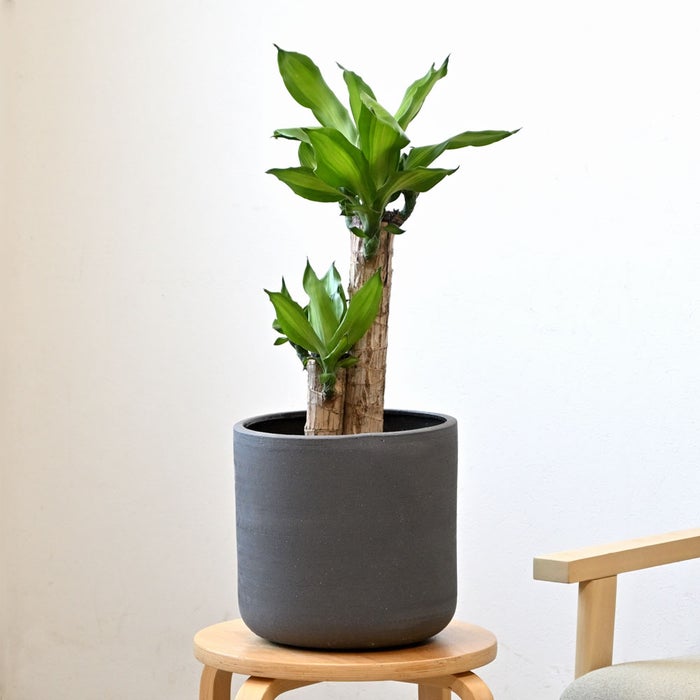 観葉植物 通販 幸福の木 6号鉢 ルーケト鉢カバー付 観葉植物 本物