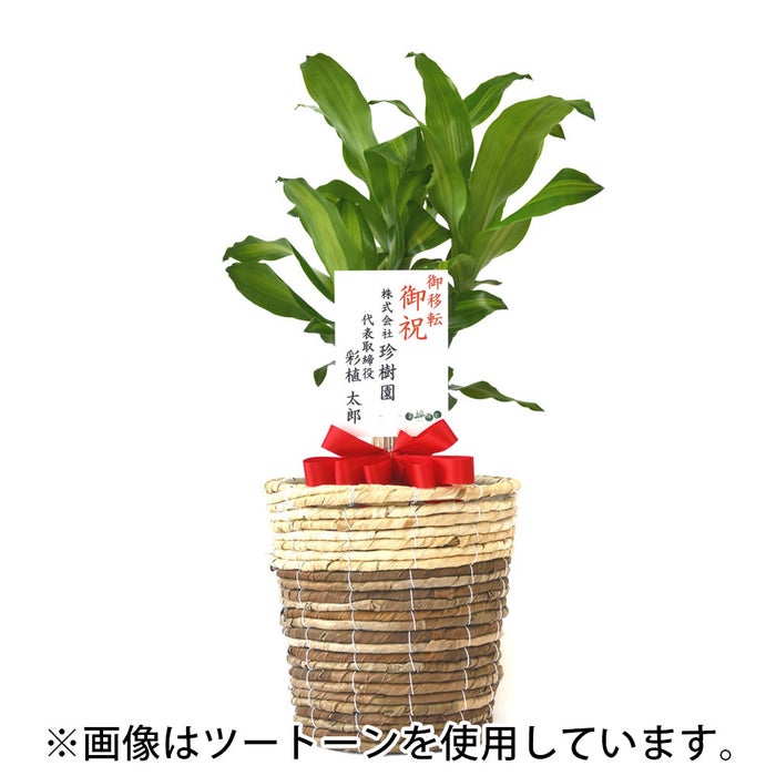 観葉植物 通販 幸福の木 6号鉢 ルーケト鉢カバー付 観葉植物 本物