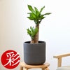 観葉植物 通販 幸福の木 6号鉢 ルーケト鉢カバー付 観葉植物 本物