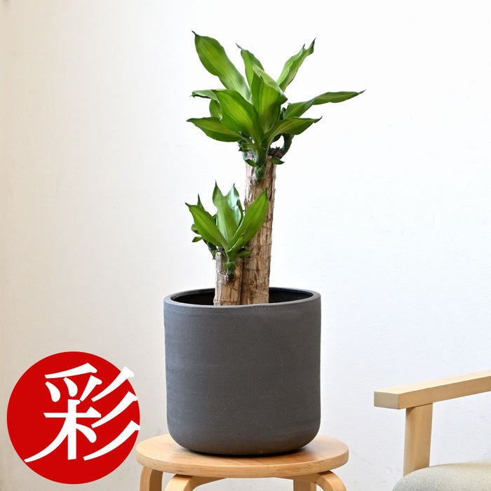 観葉植物 通販 幸福の木 6号鉢 ルーケト鉢カバー付 観葉植物 本物