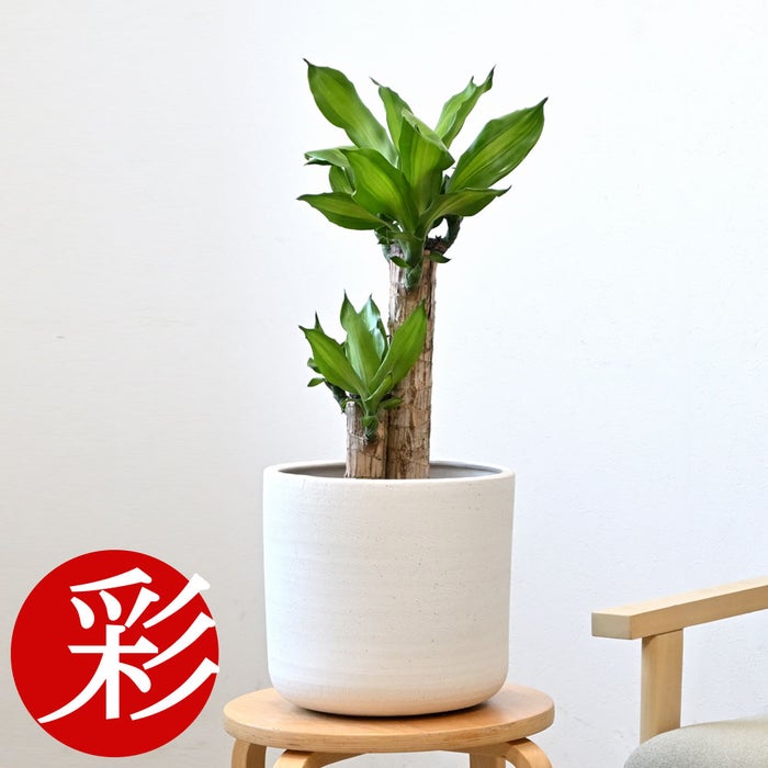 観葉植物 通販 幸福の木 6号鉢 ルーケト鉢カバー付 観葉植物 本物