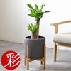 観葉植物 通販 幸福の木 6号鉢 ルーケト鉢カバー付 観葉植物 本物
