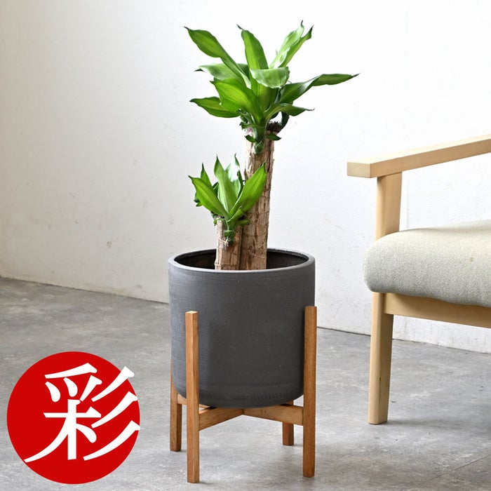 観葉植物 通販 幸福の木 6号鉢 ルーケト鉢カバー付 観葉植物 本物
