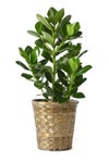 観葉植物 通販 クルシア・ロゼア 6号鉢 キャラメルブラウン鉢カバー付 観葉植物 本物