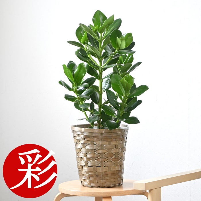 観葉植物 通販 クルシア・ロゼア 6号鉢 キャラメルブラウン鉢カバー付 観葉植物 本物