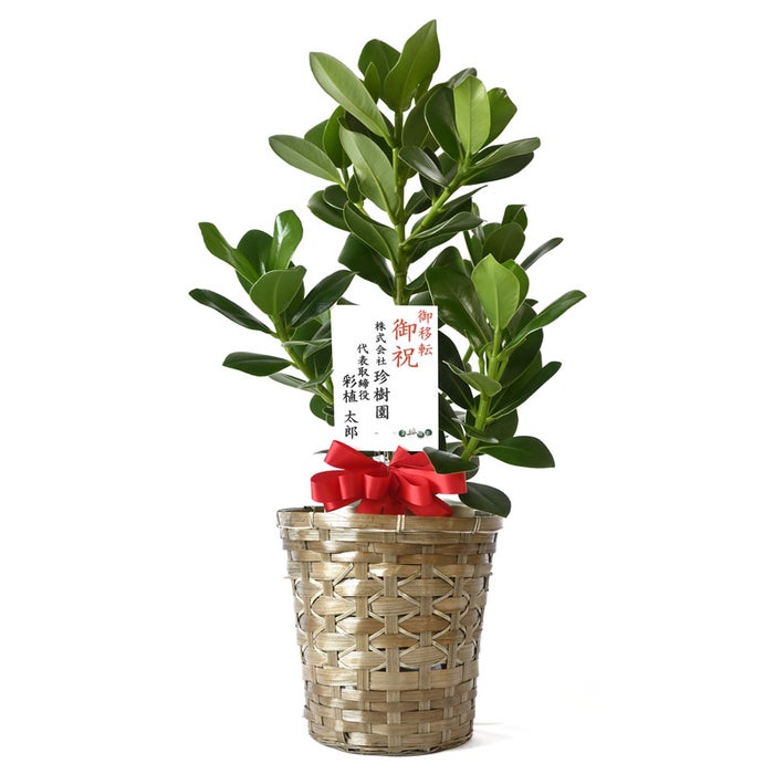観葉植物 通販 クルシア・ロゼア 6号鉢 キャラメルブラウン鉢カバー付 観葉植物 本物