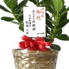 観葉植物 通販 クルシア・ロゼア 6号鉢 キャラメルブラウン鉢カバー付 観葉植物 本物