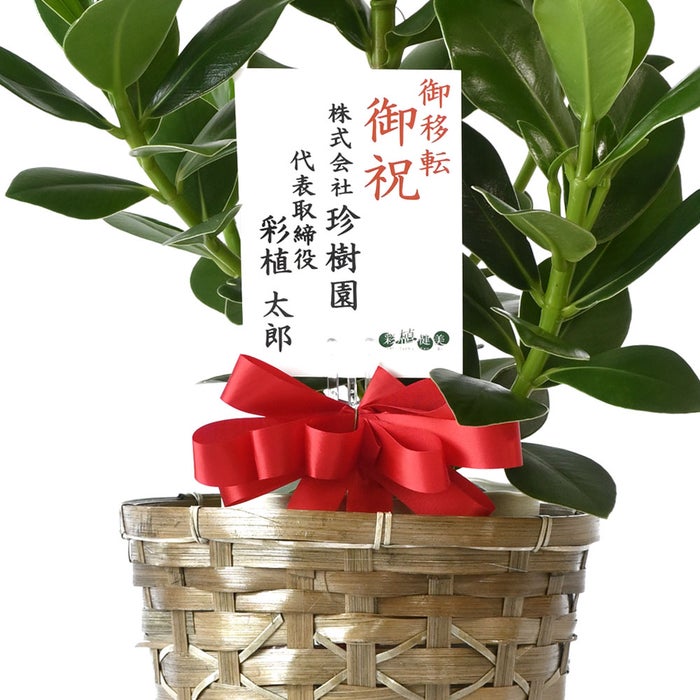 観葉植物 通販 クルシア・ロゼア 6号鉢 キャラメルブラウン鉢カバー付 観葉植物 本物
