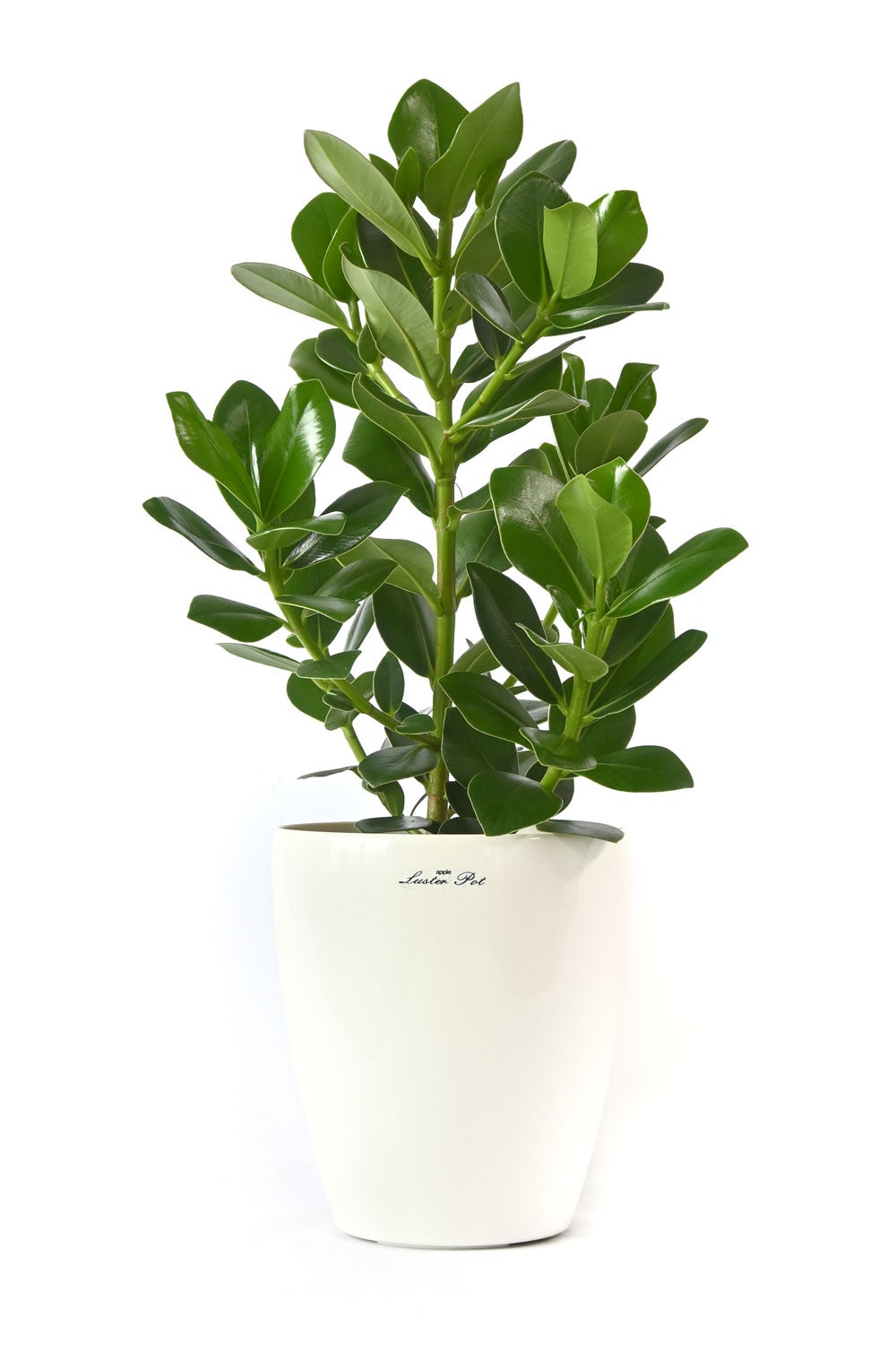 観葉植物 通販 クルシア・ロゼア 6号鉢 ラスター白鉢カバー付 観葉植物 本物