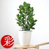 観葉植物 通販 クルシア・ロゼア 6号鉢 ラスター白鉢カバー付 観葉植物 本物