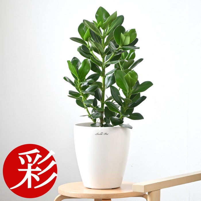 観葉植物 通販 クルシア・ロゼア 6号鉢 ラスター白鉢カバー付 観葉植物 本物