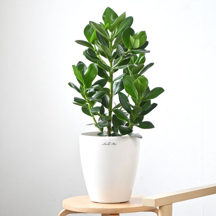 観葉植物 通販 クルシア・ロゼア 6号鉢 ラスター白鉢カバー付 観葉植物 本物