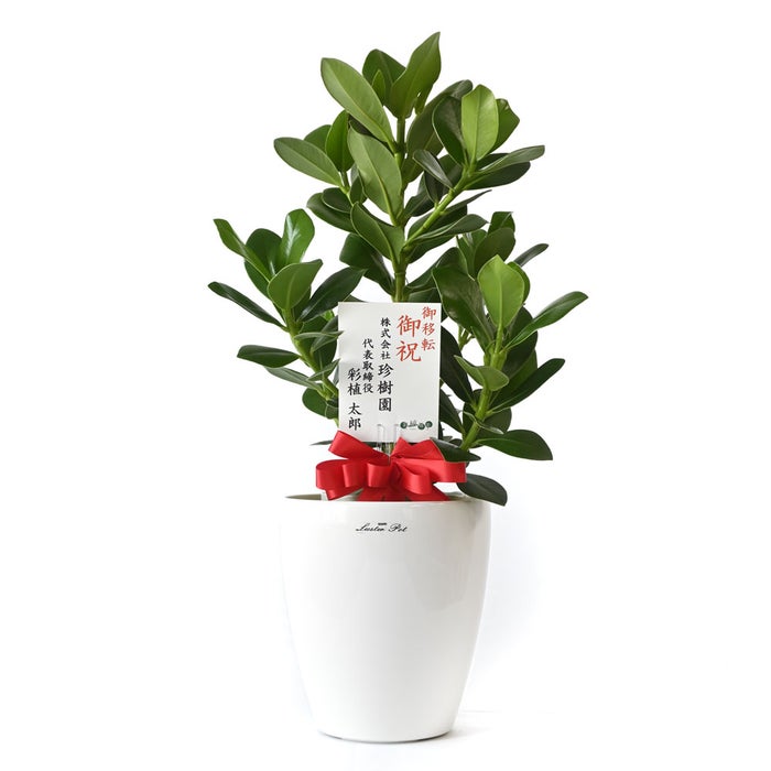 観葉植物 通販 クルシア・ロゼア 6号鉢 ラスター白鉢カバー付 観葉植物 本物