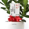 観葉植物 通販 クルシア・ロゼア 6号鉢 ラスター白鉢カバー付 観葉植物 本物