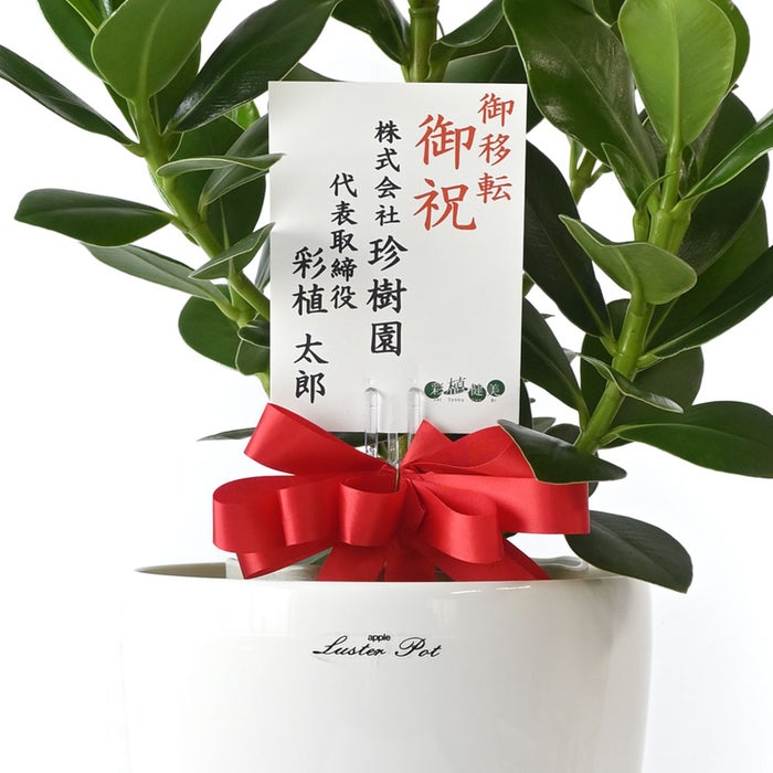 観葉植物 通販 クルシア・ロゼア 6号鉢 ラスター白鉢カバー付 観葉植物 本物