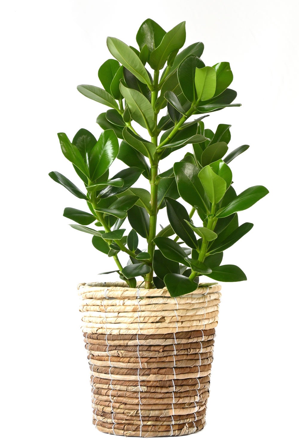 観葉植物 通販 クルシア・ロゼア 6号鉢 ツートーン鉢カバー付 観葉植物 本物
