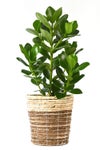 観葉植物 通販 クルシア・ロゼア 6号鉢 ツートーン鉢カバー付 観葉植物 本物