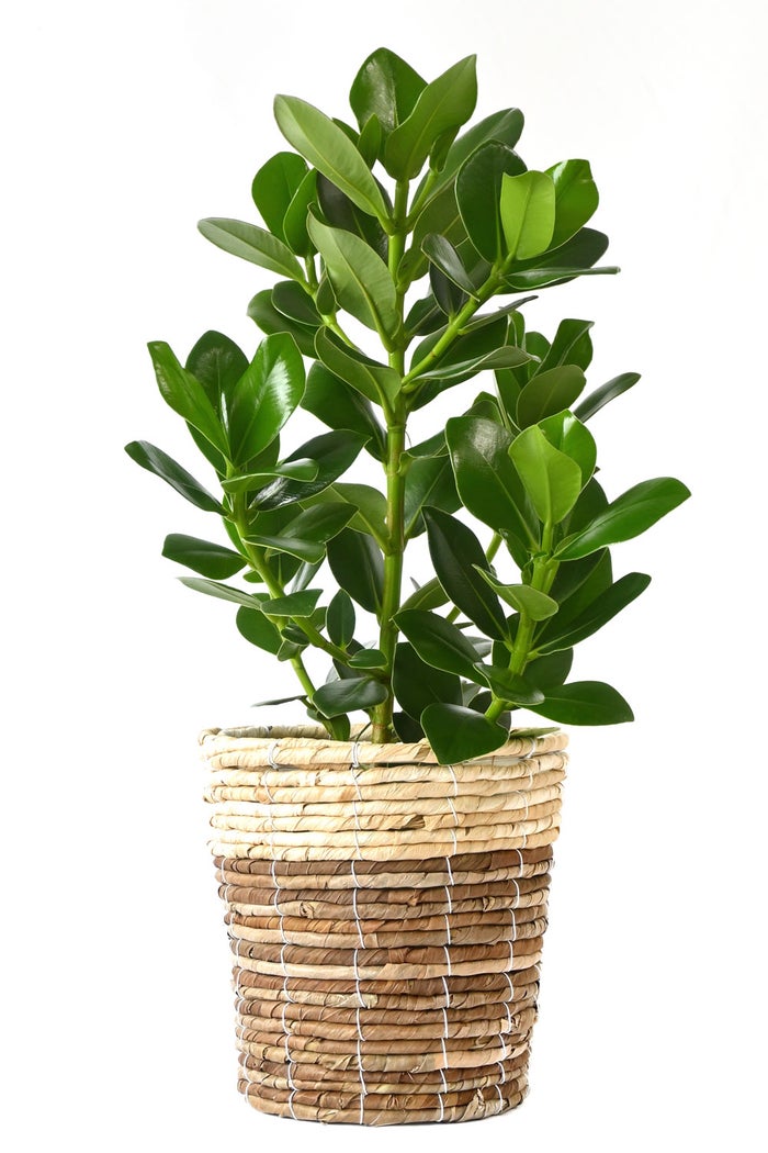観葉植物 通販 クルシア・ロゼア 6号鉢 ツートーン鉢カバー付 観葉植物 本物