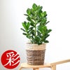 観葉植物 通販 クルシア・ロゼア 6号鉢 ツートーン鉢カバー付 観葉植物 本物