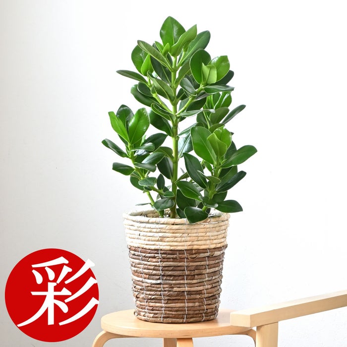 観葉植物 通販 クルシア・ロゼア 6号鉢 ツートーン鉢カバー付 観葉植物 本物